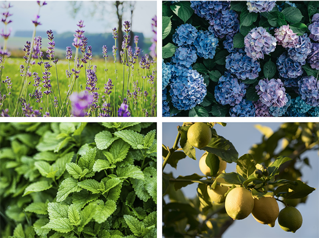 Plant Selection